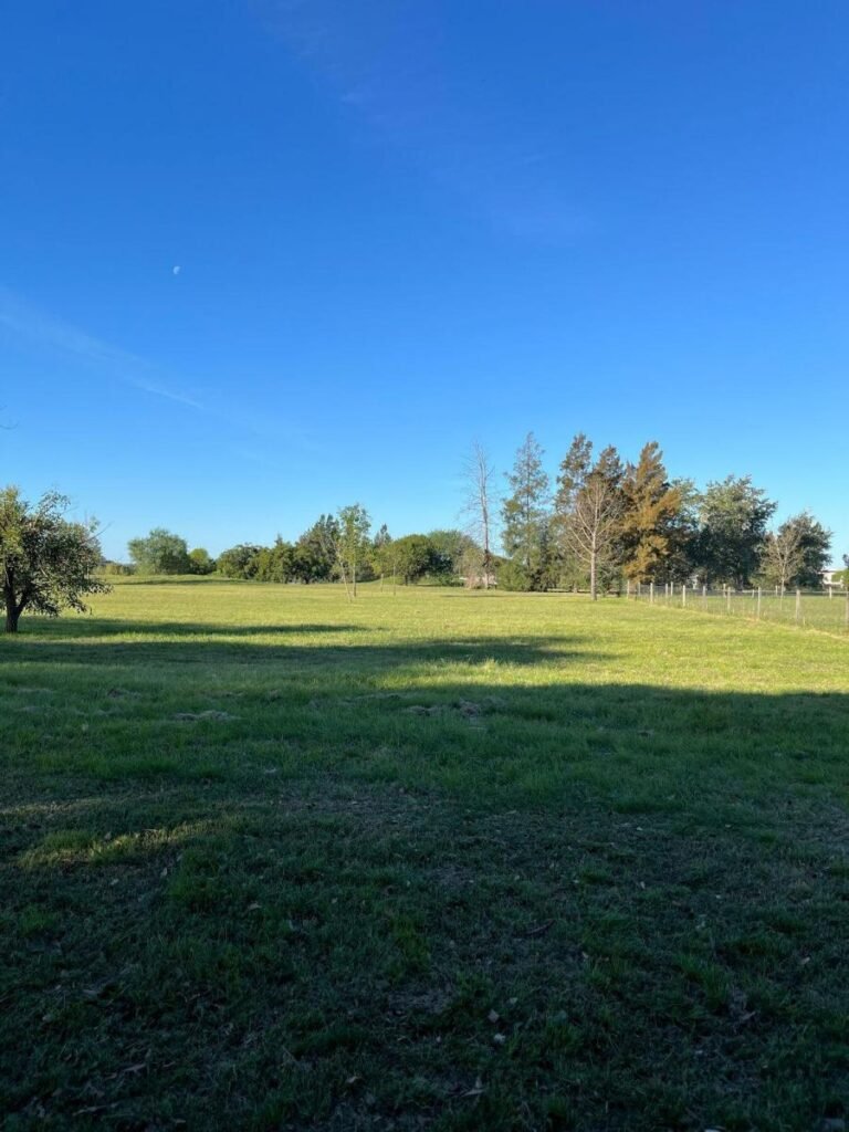 lote pilar 1